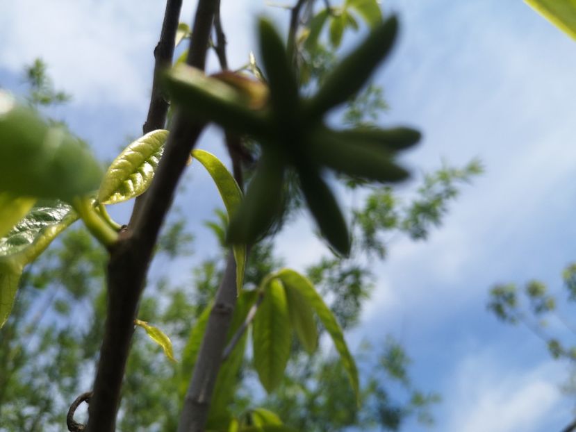  - arbori fructiferi 2020