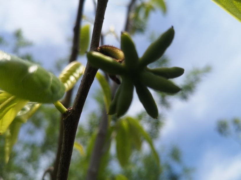 pawpaw 10.05 - arbori fructiferi 2020