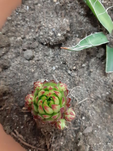  - Sempervivum - 2018 - 2020