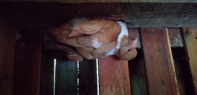 Galben - Strasser 2019-2023