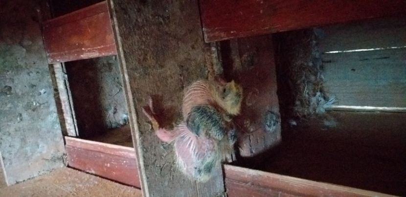 Albastru - Strasser 2019-2023