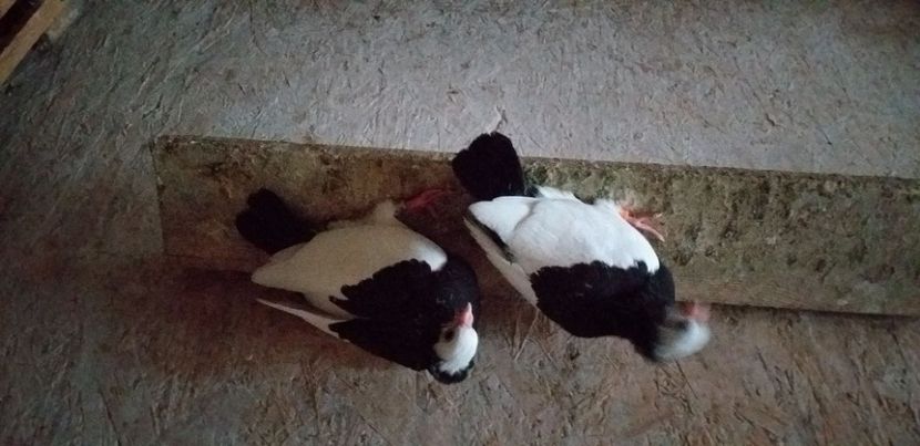 IMG-20200510-WA0036 - Kamaromi 2015-2023