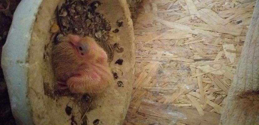 Alb - Kamaromi 2015-2023