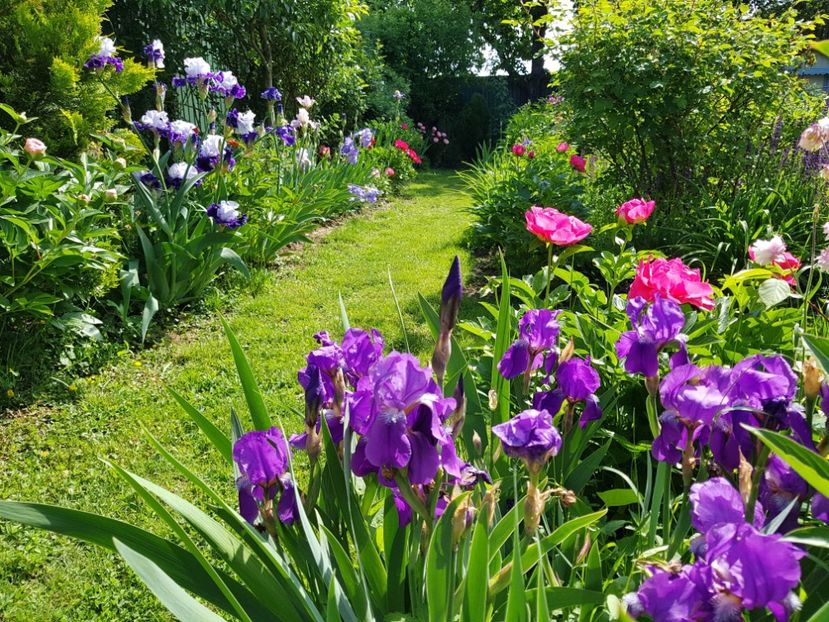  - 2020 Mai _Idilic Garden