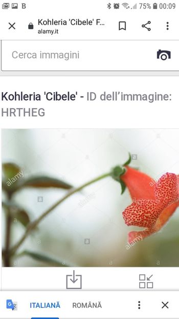 Cibele - Kohleria