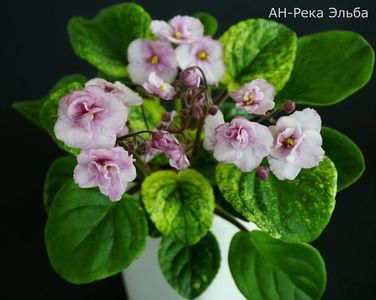 AN Rechka Elba - violete carmendobrescu