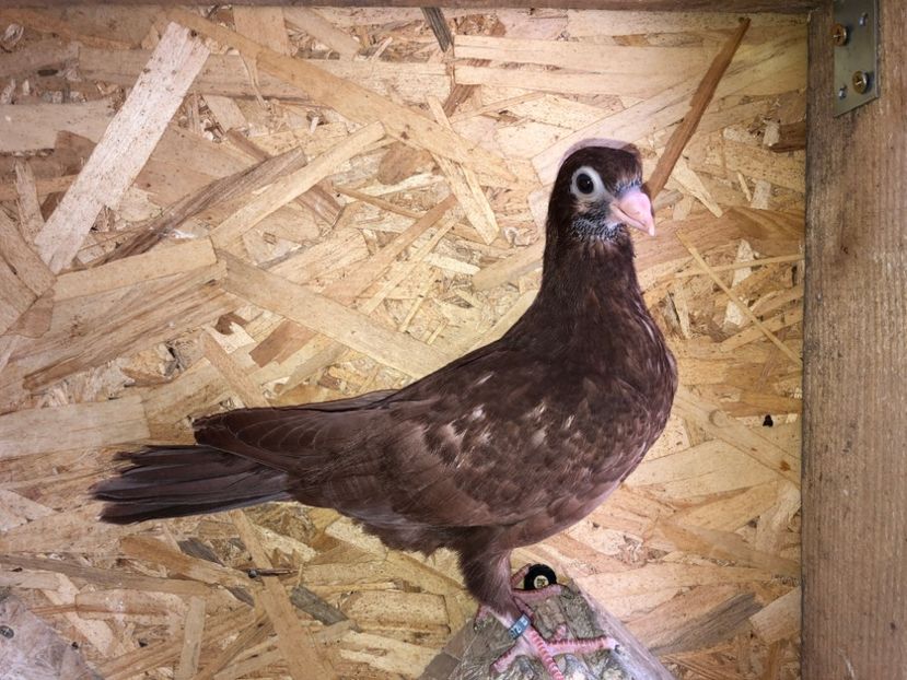 8571  mascul  2020_3 - tineret 2020