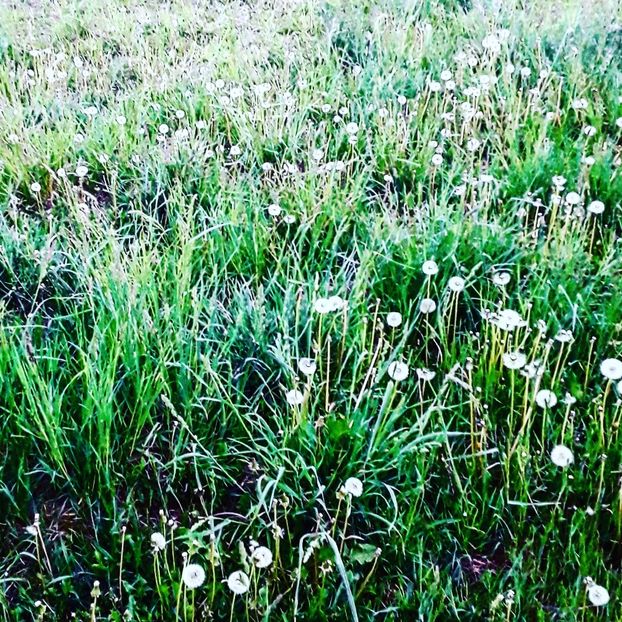  - - O - Fotografii x