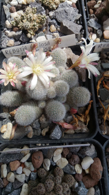 11.05.2020 - Rebutia heliosa cv sunrise