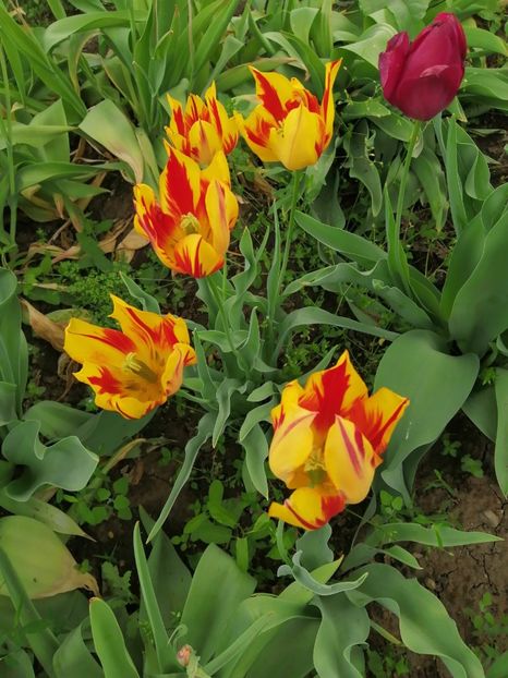  - Frumuseti la casa parinteasca