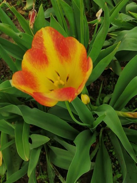  - Frumuseti la casa parinteasca