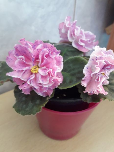 Mai 2020 - LE ROZMARI