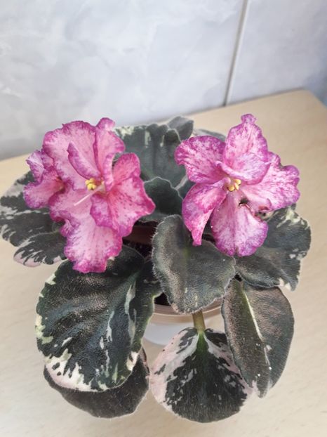 Mai 2020 - BUCKEYE CHERRY TOPPING