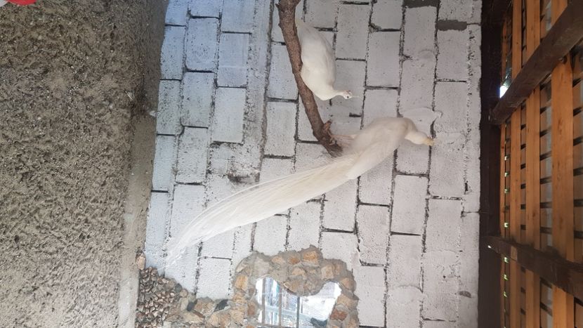  - PAUNI