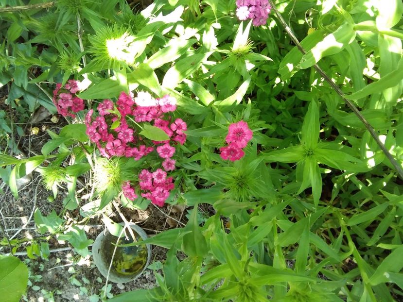 sweet williams - Gradina primăvara 2020