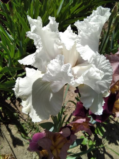 lacy snowflakes - Iris 2020