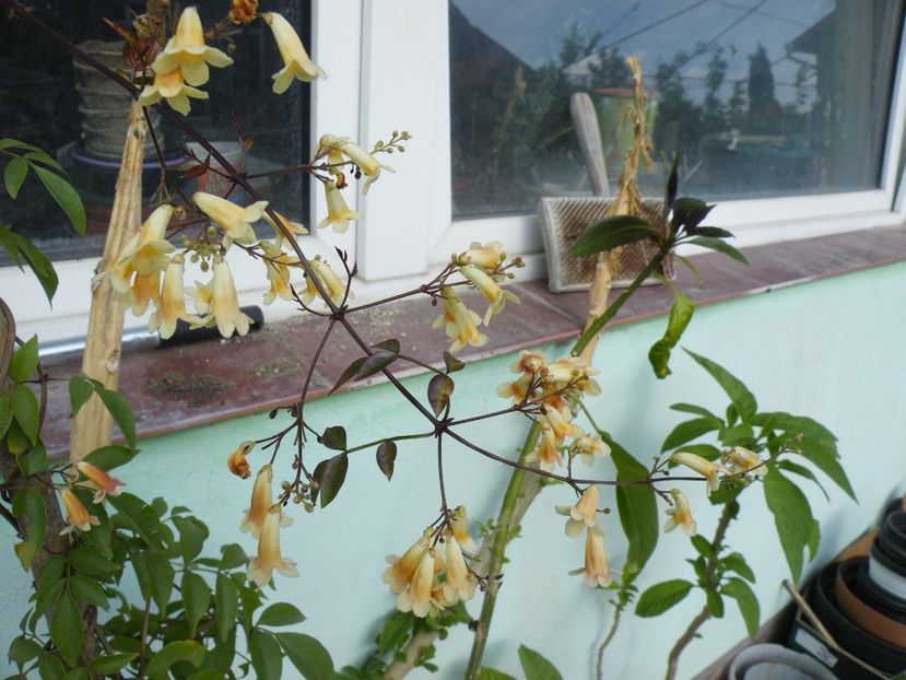 pandorea pandorana - 2020