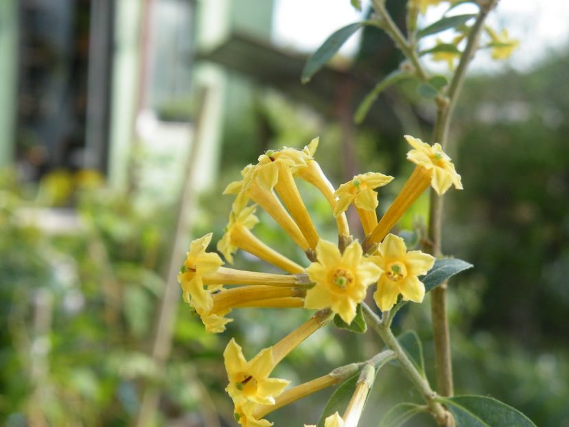 cestrum aurantiacum - 2020