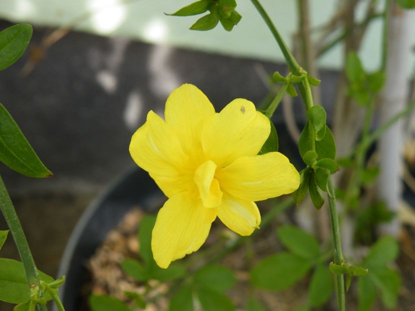 jasminum mesnyii - 2020