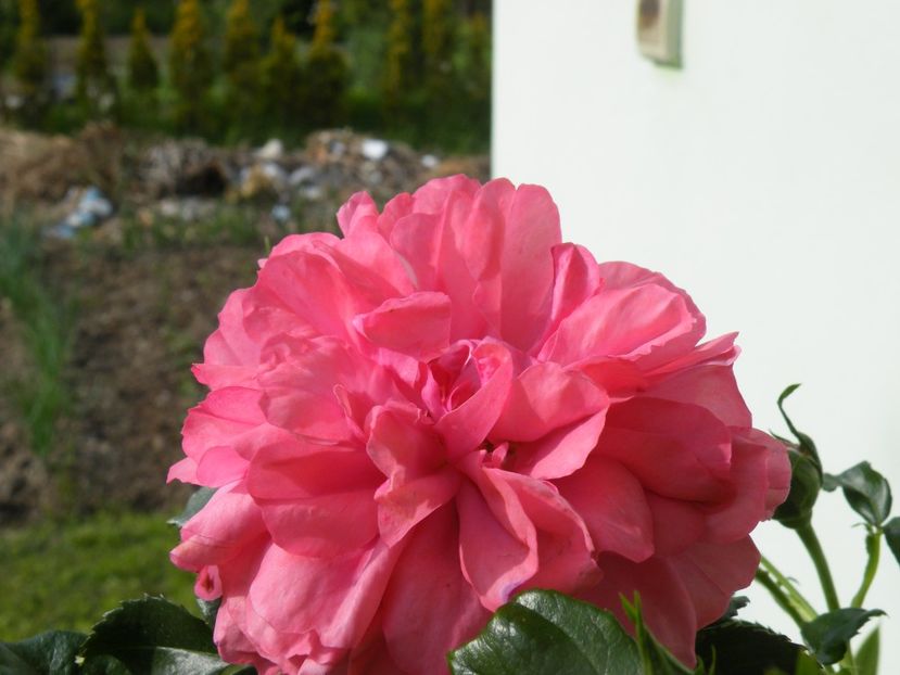 rosarium uetersener - 2020