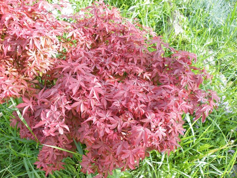 acer brant's dwarf - 2020