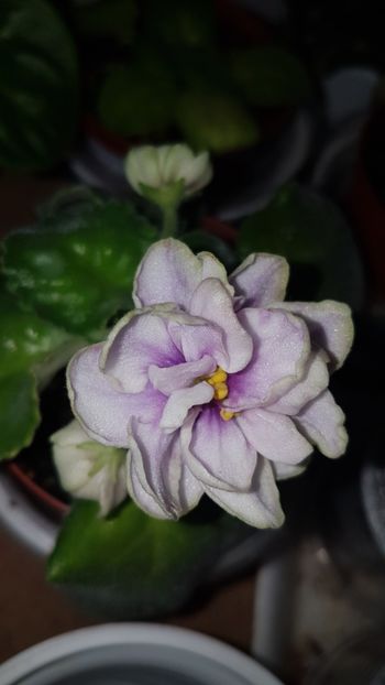 EK Magia Liubvi sport - E-F-G-H Poze din colectia mea