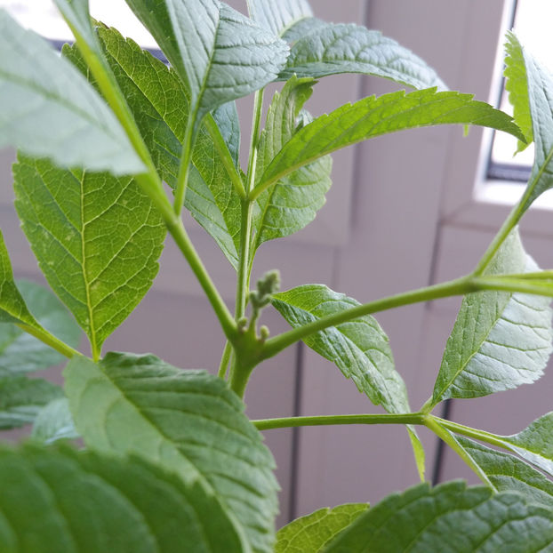 are bobocei ? - Tecoma Stans