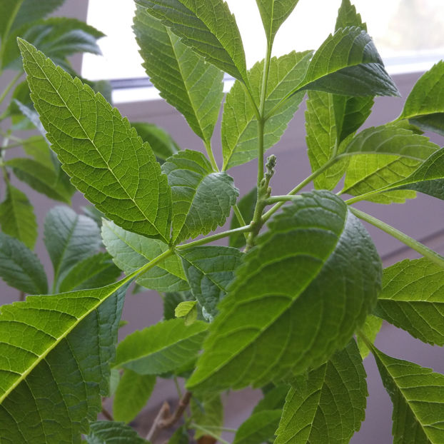 sau ;;; frunzulite . - Tecoma Stans