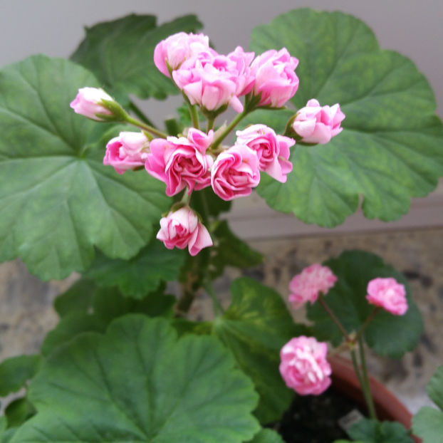 zgircita cu florile - Muscate 2013 2022