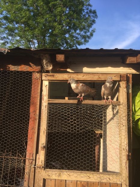 6F4E6824-4F9A-4C91-97FF-8DB8031E0C09 - Porumbei cauchois 2o2o-2022