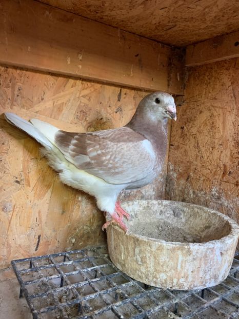 F92DEEB0-8D7C-46C6-BBD0-13AC61AC1269 - Tineret 2020