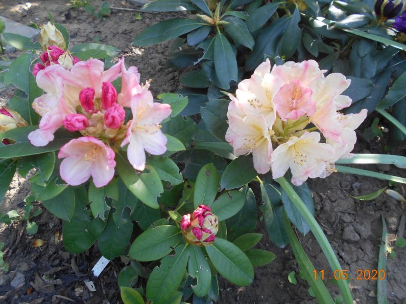 Rodo Percy Wiseman - 1Azalee-rhododendroni-heleborusi-hortensii-hoste 2020