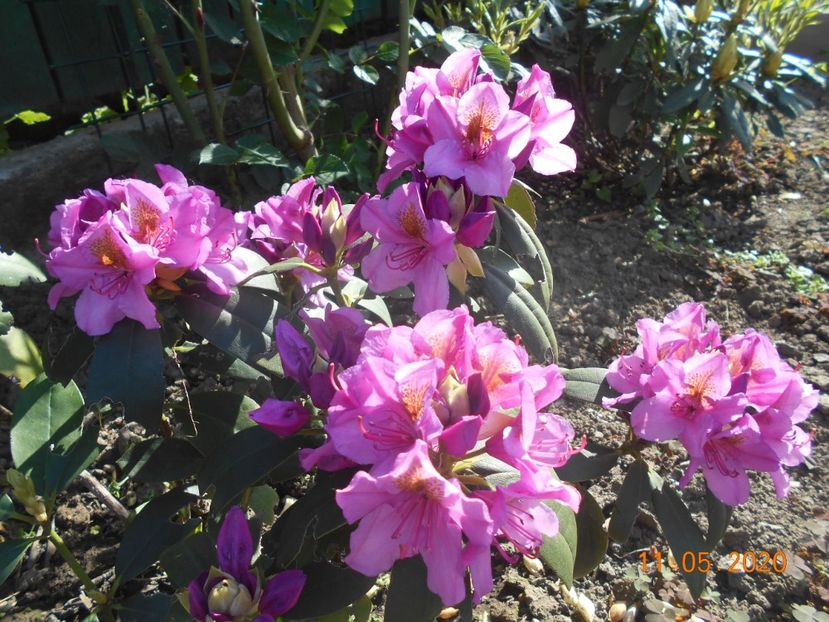  - 1Azalee-rhododendroni-heleborusi-hortensii-hoste 2020