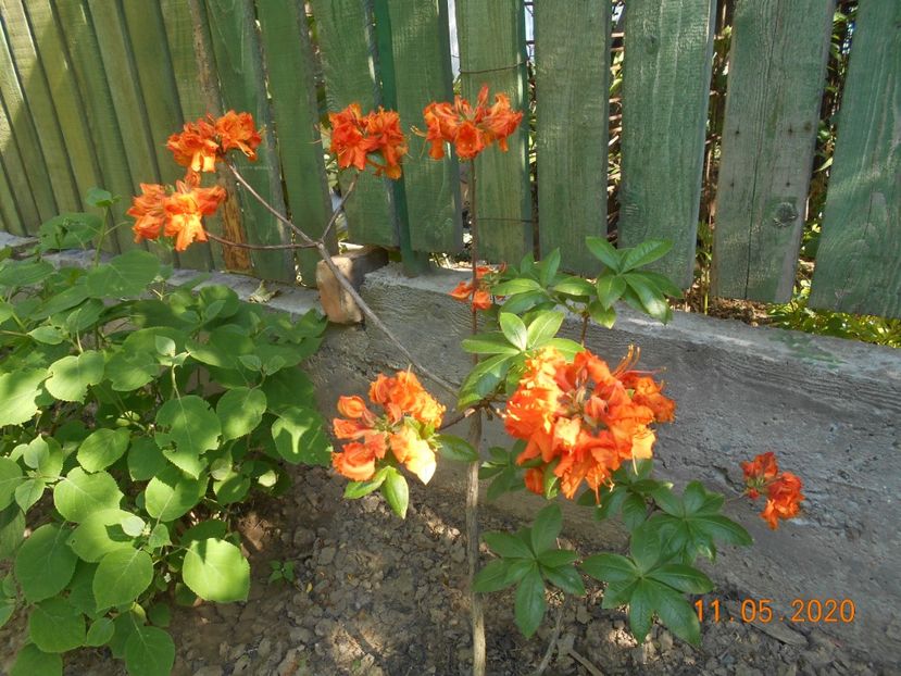 Azalea Gibraltar - 1Azalee-rhododendroni-heleborusi-hortensii-hoste 2020