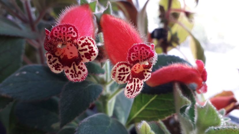 Black Jack - A Kohleria