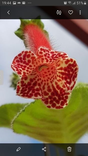 Bibby - A Kohleria
