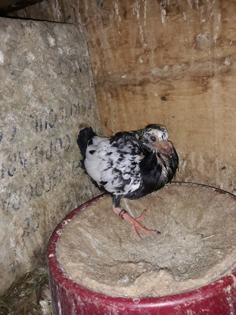  - Indian german 2020