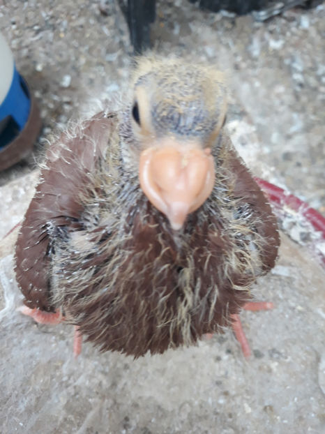  - Indian german 2020