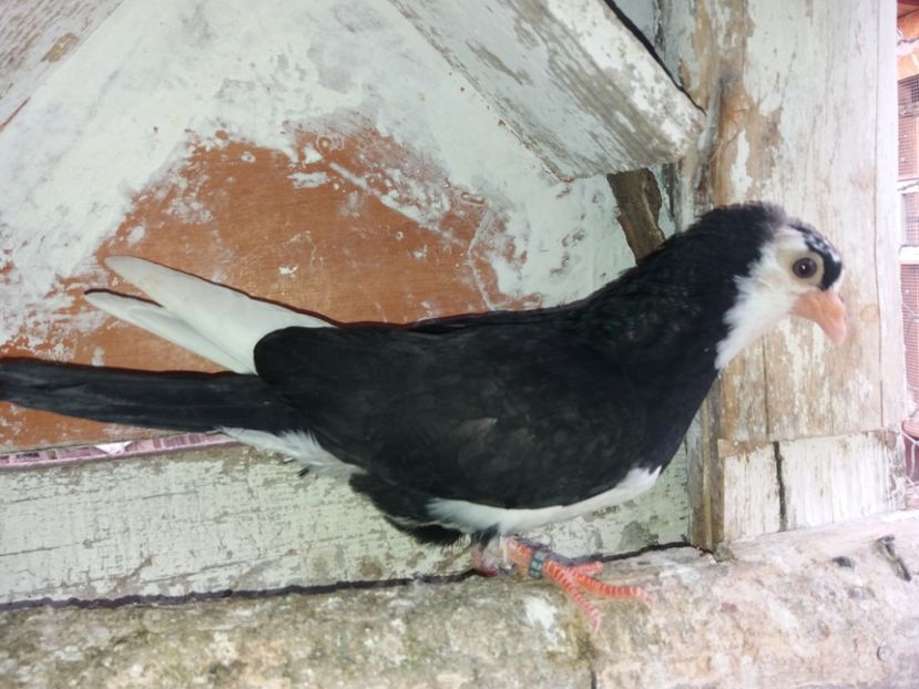 8551  femelă  2020 - Plecați ALBUM 2