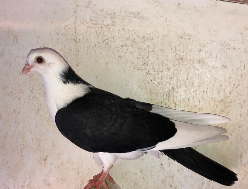 8482  mascul  2020 - Plecați ALBUM 2