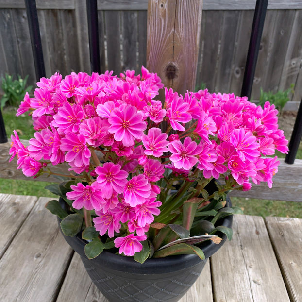  - Jurnalul gradinii 2020