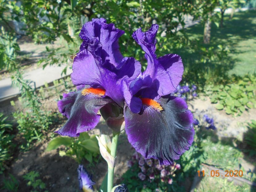 Local Color - 1Irisi 2020
