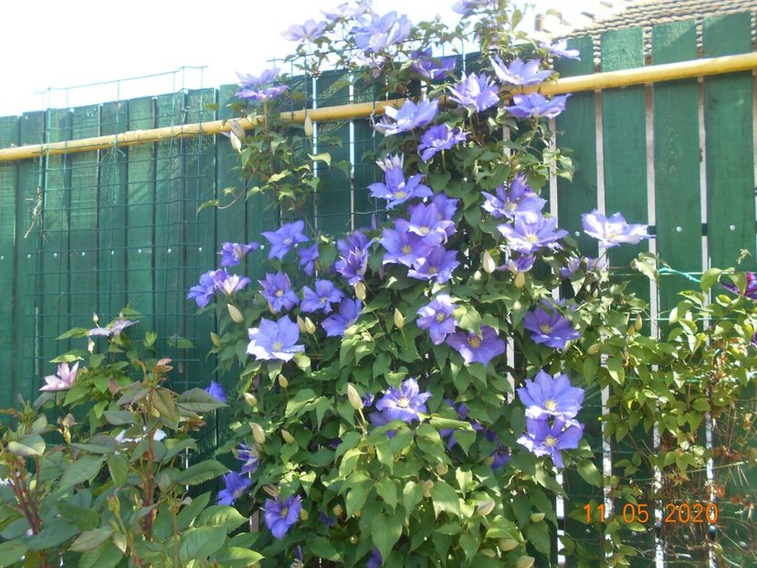  - 1Clematite 2020