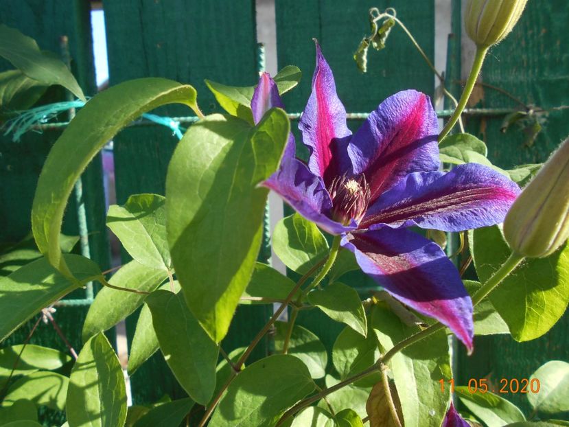  - 1Clematite 2020