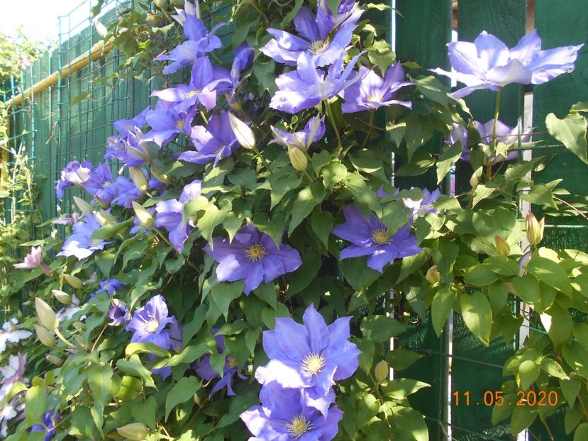  - 1Clematite 2020