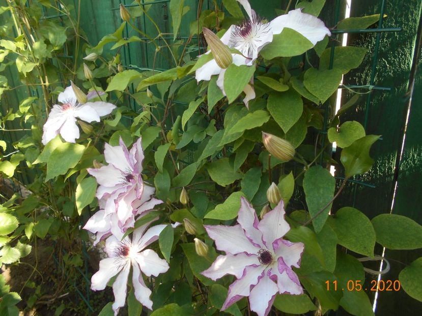  - 1Clematite 2020