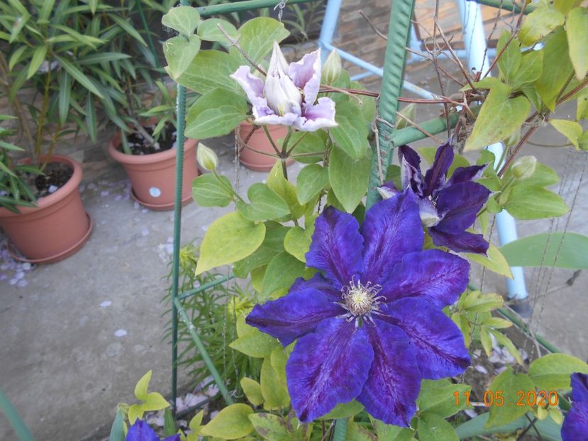  - 1Clematite 2020