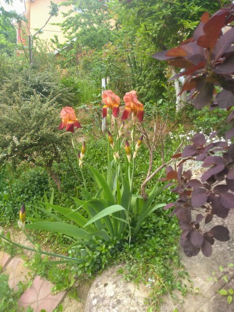  - Gradina mai 2020