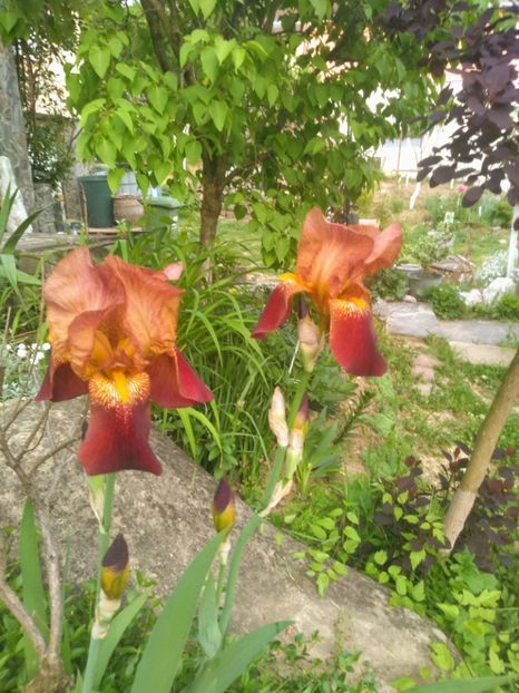  - Gradina mai 2020