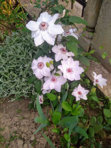  - Gradina mai 2020